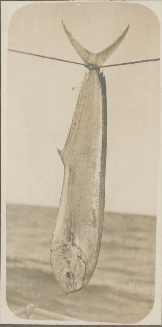 The Catch of the Trip, Hawaii. C1910: The Catch of the Trip, Hawaii. C1910. Warm toned silver print. Good contrast and tonality. Photographer: Ernest Moses. 4.25 x 2 in.