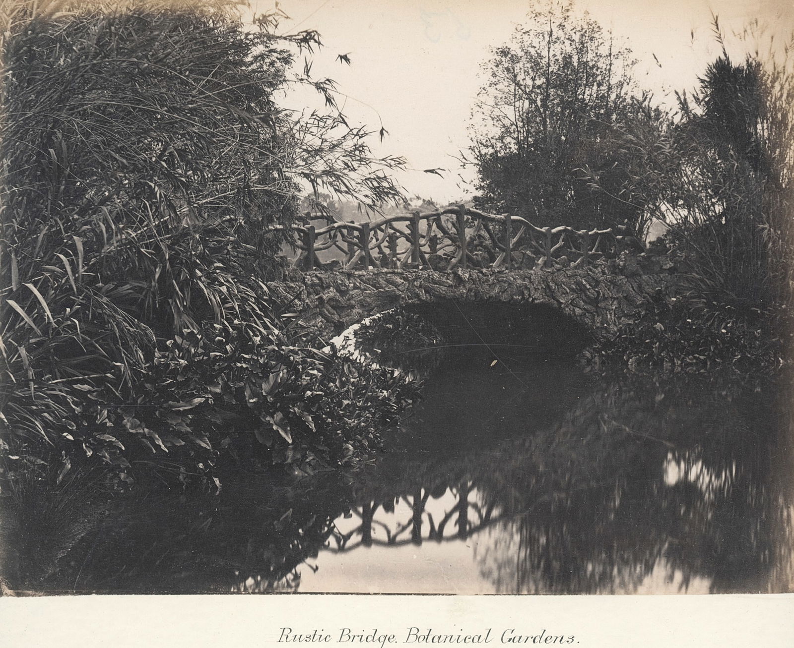 Royal Botanical Gardens, Sydney, Australia. Album sheet. c1890: Royal Botanical Gardens, Sydney, Australia. Album sheet. C1890. 4 Photographs approx. 6 x 8 in. Album sheet: 14.75 x 11 in.