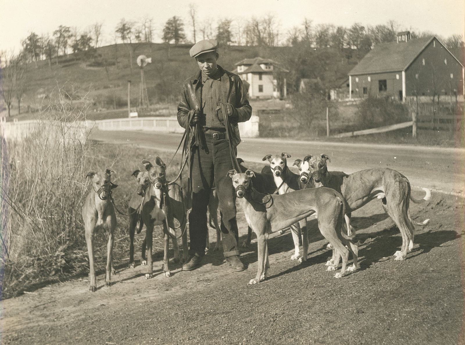 Greyhounds, Fairview Kennel, Kansas City. MO. c1925: Greyhounds, Fairview Kennel, Kansas City. MO. C1925. By Ewing Galloway Agency. Very good contrast and tonality. 7.5 x 9.25 in