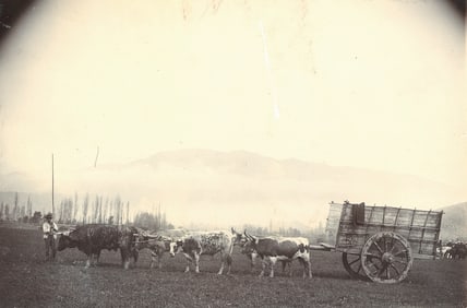 Chilean Ox Cart. c1900