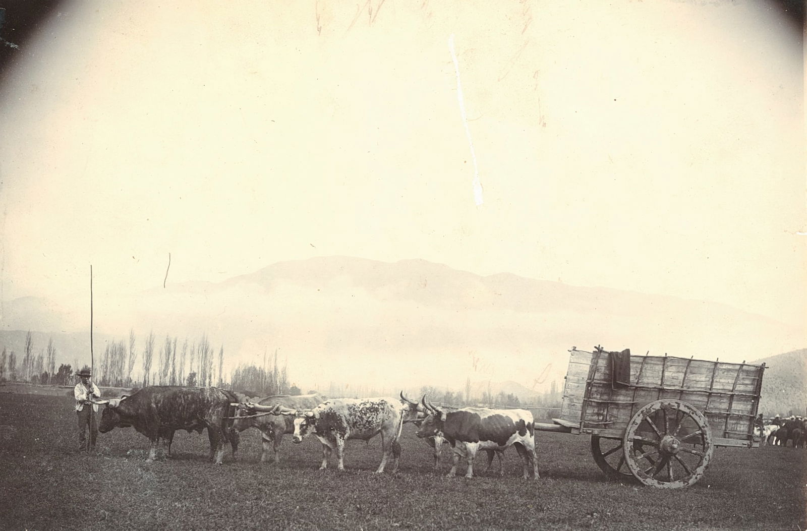 Chilean Ox Cart. c1900: Chilean Ox Cart. C1900. Good contrast and tonality, vertical scratch on surface. 4.25 x 6.5 in. Rev: Raiway Station. C1890.