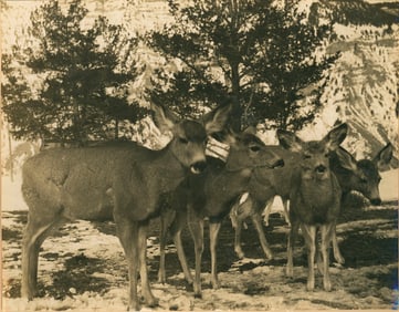 Young Deer in Yellowstone Park. c1925
