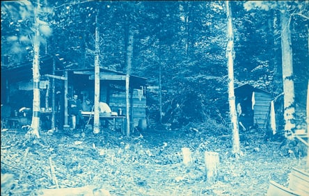 CYANOTYPE.  Woodland Scene. c1920
