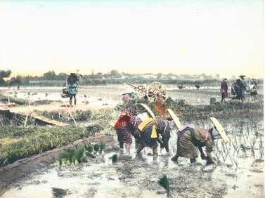 Photochrome - Japanese Planting Rice. c1900