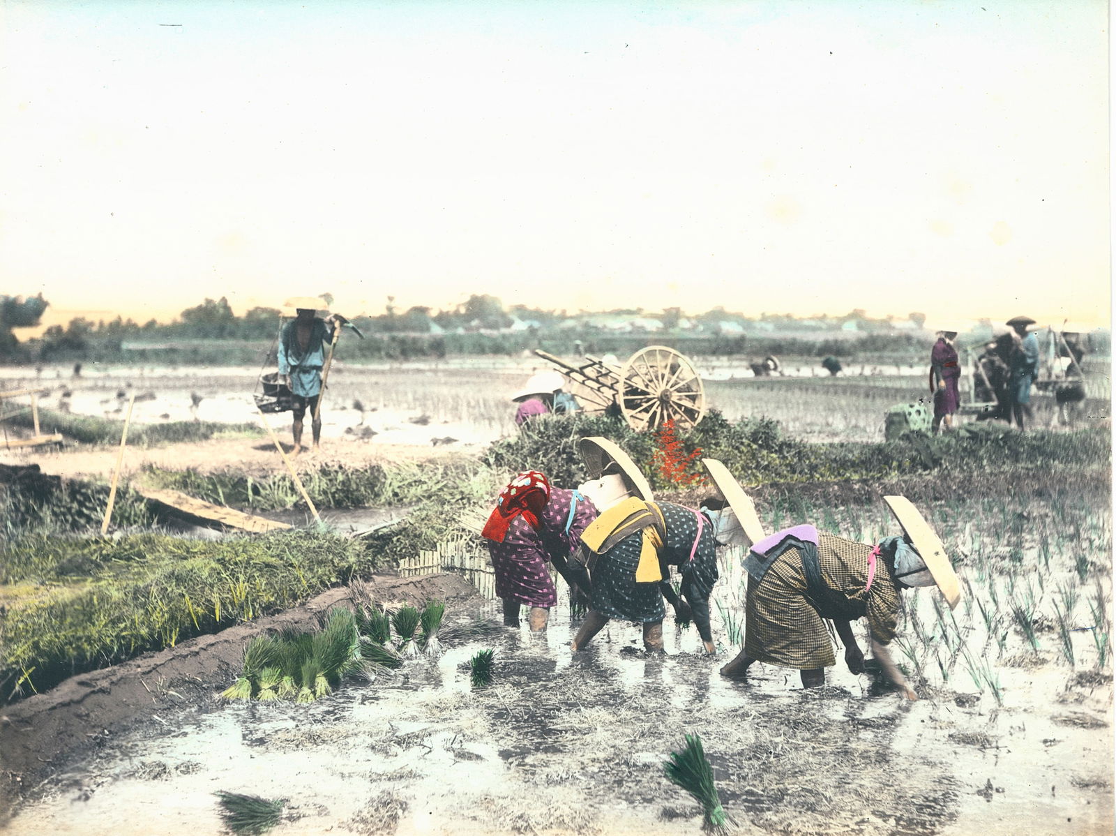 Photochrome - Japanese Planting Rice. c1900: Photochrome - Japanese Planting Rice. c1900