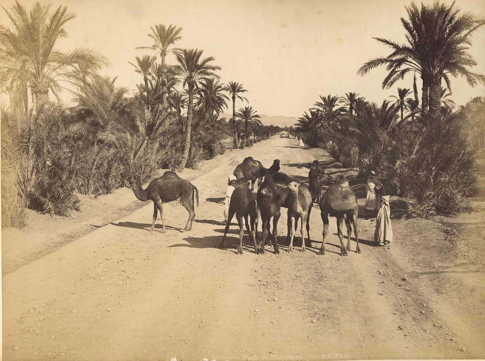 Camels on an Open Road, Egypt. c1890: Camels on an Open Road, Egypt. C1890. Unidentified Photographer. Fair to good contrast and tonality. 7.625 x 10 in.