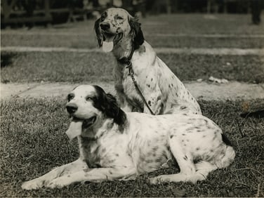 Two Beautiful Dogs. c1950