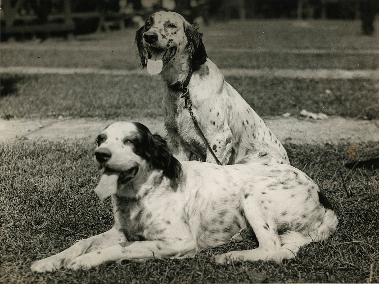 Two Beautiful Dogs. c1950: Two Beautiful Dogs. C1950. Very good contrast and tonality. 6.5 x 8 .5 in.