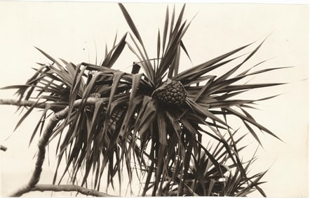 2 Photographs of Hawaiian Plants. c1910