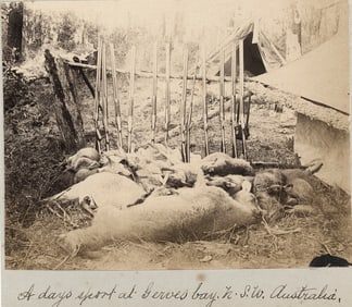 Kangaroos. A days sport at Gerves Bay. N.S.W. c1880