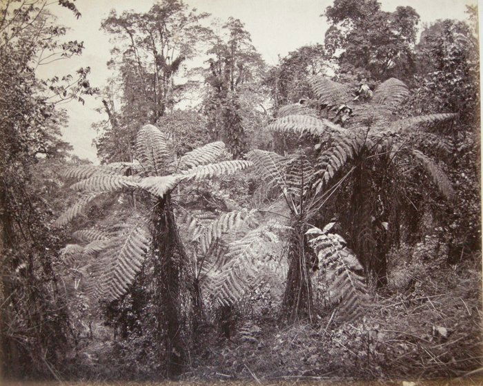 Group of Tree Ferns, Lebong. C1866: Group of Tree Ferns, Lebong. C1866. Condition: Excellent tones and contrast. Photographer: Samuel Bourne #1889.:9.5 x 11.5 inches