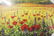 Giclee on Canvas "Spring Season"