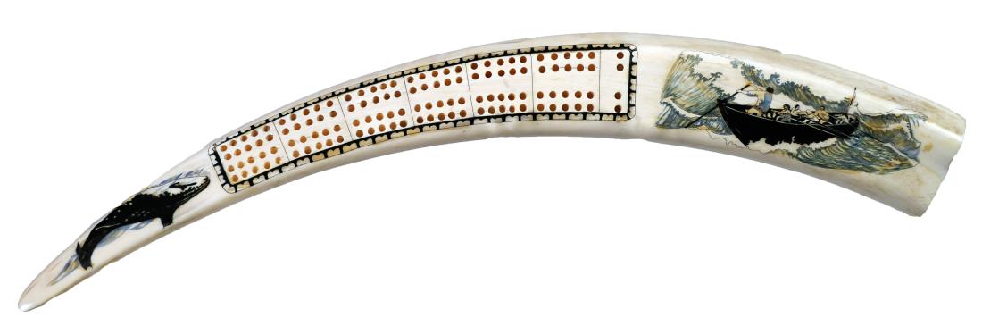 WALRUS TUSK Scrimshaw Cribbage Board: Authentic walrus tusk cribbage board, scrimshawed on both ends with a whale and a boat full of whalers. Measures about 17-1/2" long. 752 grams. Four peg feet, one missing, one chipped. PLEASE NOTE: Th