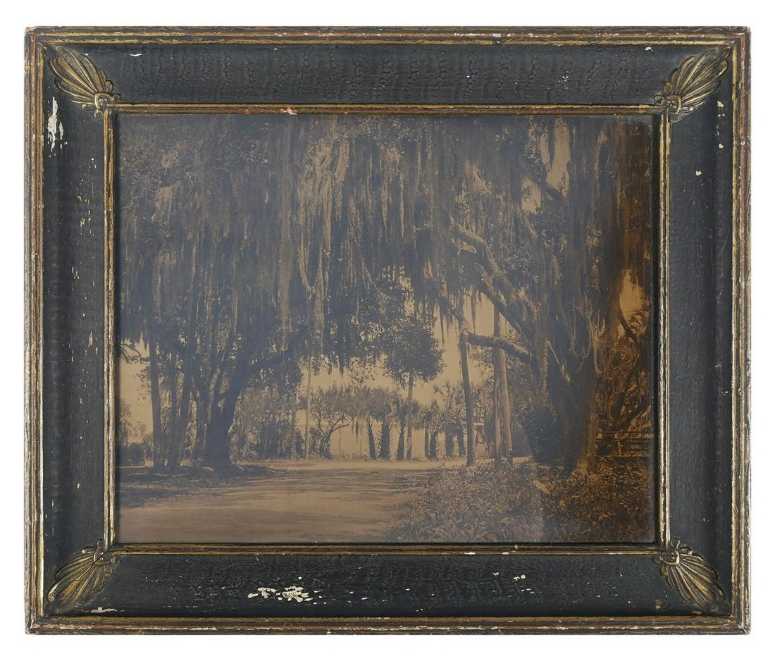 DAYTONA, Haberletone Photograph, Spanish Moss: Photograph showing Spanish Moss on oak trees. Stated verso, "Haberletones are photographs on glass... toned in sepia and gold..." Made by R. H. LeSesne, Daytona. Very good condition. Wear to framing. 