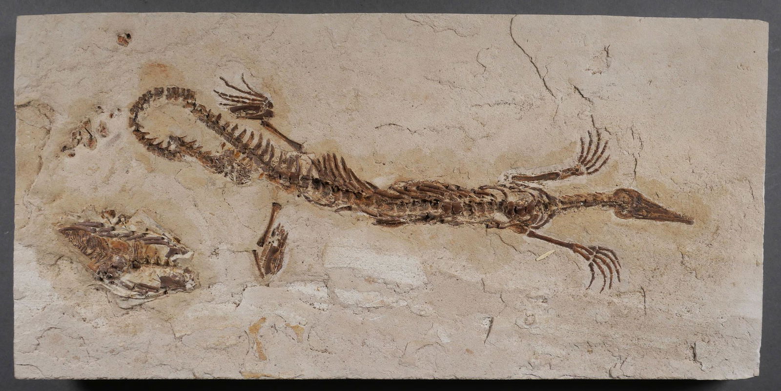 South American Mesosaur Lizard Fossil: Mesosaurs were pre-dinosaur aquatic reptiles, somewhat resembling crocodiles (but not related), that existed during the Permian period around 280 million years ago. Adults could reach 3' in length, bu