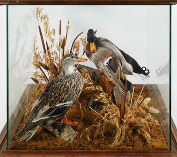 Vintage Mallard Duck & Drake Taxidermy Diorama: Fine vintage taxidermied mallard drake and hen in glass case on wheels. Measures about 23" (cube). This item will need to be shipped by a packing company of your choice. We maintain a list of reliable