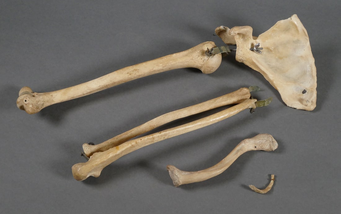 Turtox Collection of Bones (1 of 2)