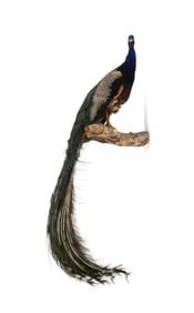 Full-Body Taxidermy Peacock