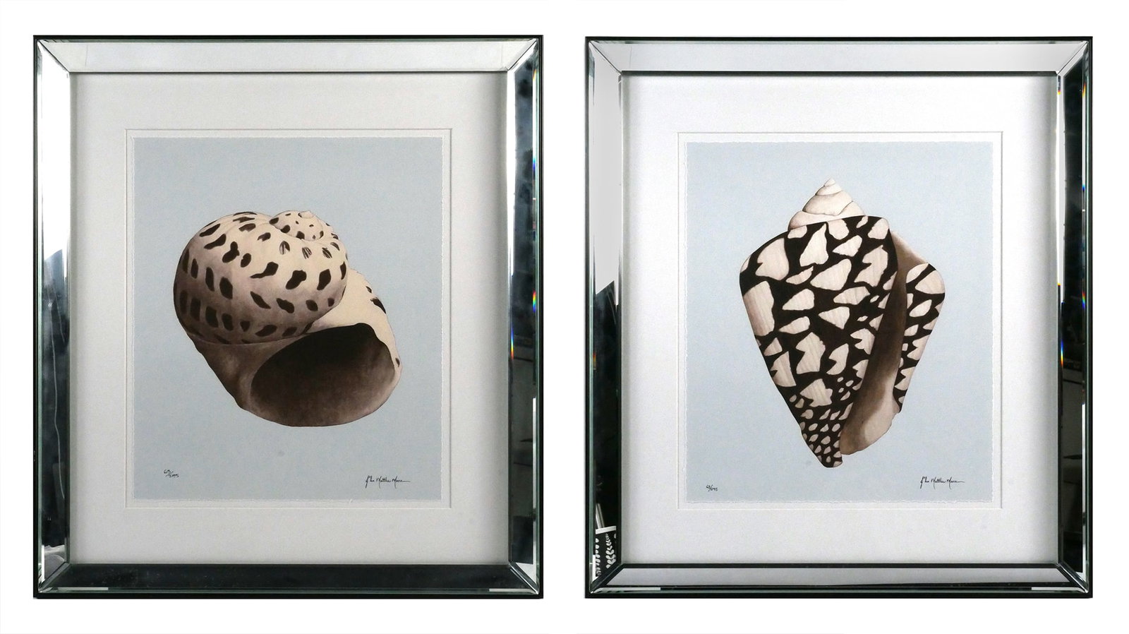 (2) Trowbridge JOHN MATTHEW MOORE Shell Giclees: Set of two giclee prints by John Matthew Moore, signed lower right in print and numbered lower left 63/295 (same for both), produced by Trowbridge. Paper measures 18-1/2" x 15-3/4" mirrored frame meas