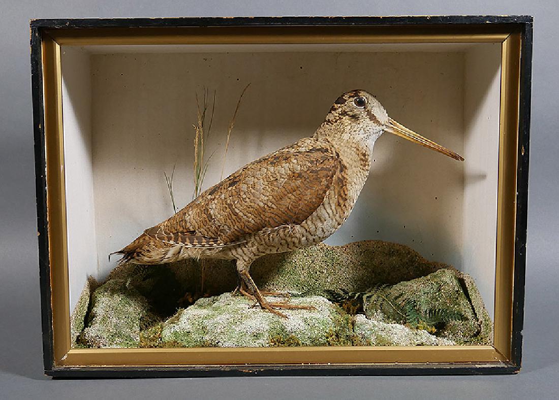 Victorian COMMON SNIPE Diorama Taxidermy Bird: Antique taxidermy bird, the common snipe, in diorama wooden box. Circa late Victorian era. Excellent example of early taxidermy. Box measures 11" x 15" x 5".