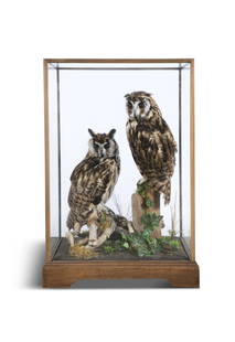 A TAXIDERMY CASE OF PERUVIAN LONG EARED OWLS. 66cm high, 44.5cm wide, 31.5cm deep: A TAXIDERMY CASE OF PERUVIAN LONG EARED OWLS. 66cm high, 44.5cm wide, 31.5cm deep