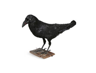 NATURAL HISTORY SPECIMEN A preserved model of a raven, standing on a timber perch: NATURAL HISTORY SPECIMEN A preserved model of a raven, standing on a timber perch