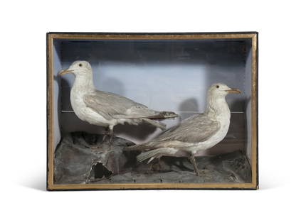 NATURAL HISTORY SPECIMEN A PAIR OF SEAGULLS STANDING IN OPPOSING POSITIONS ON FAUX ROCKWORK, against: NATURAL HISTORY SPECIMEN A PAIR OF SEAGULLS STANDING IN OPPOSING POSITIONS ON FAUX ROCKWORK, against a painted sky blue background, glazed case.