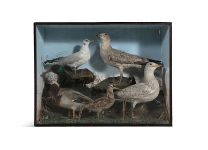 NATURAL HISTORY SPECIMEN BY WILLIAM HOPE NATURALIST EDINBURGH An arrangement of ornithological: NATURAL HISTORY SPECIMEN BY WILLIAM HOPE NATURALIST EDINBURGH An arrangement of ornithological specimens, comprising three gull varieties, a piper and a duck, all standing as a group on a