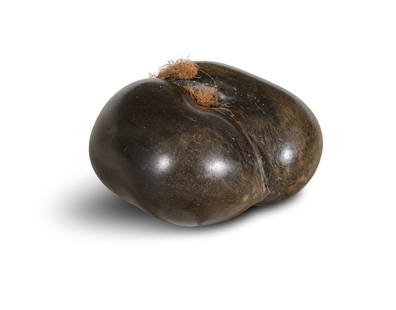 A COCO DE MER NUT, (Lodoicea Maldivica), Seychelles, in its original form: A COCO DE MER NUT, (Lodoicea Maldivica), Seychelles, in its original form