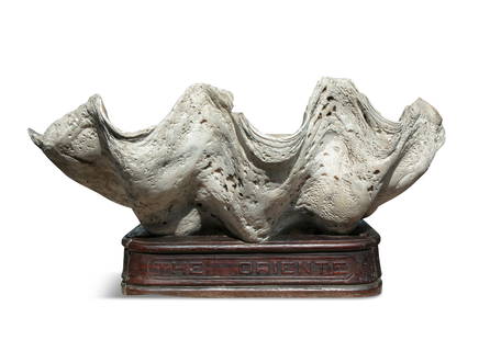 NATURAL HISTORY A GIANT FOSSIL CLAM SHELL, TRIDACNA GENUS on a carved timber stand inscribed: NATURAL HISTORY A GIANT FOSSIL CLAM SHELL, TRIDACNA GENUS on a carved timber stand inscribed “The Oriente” 100cm wide