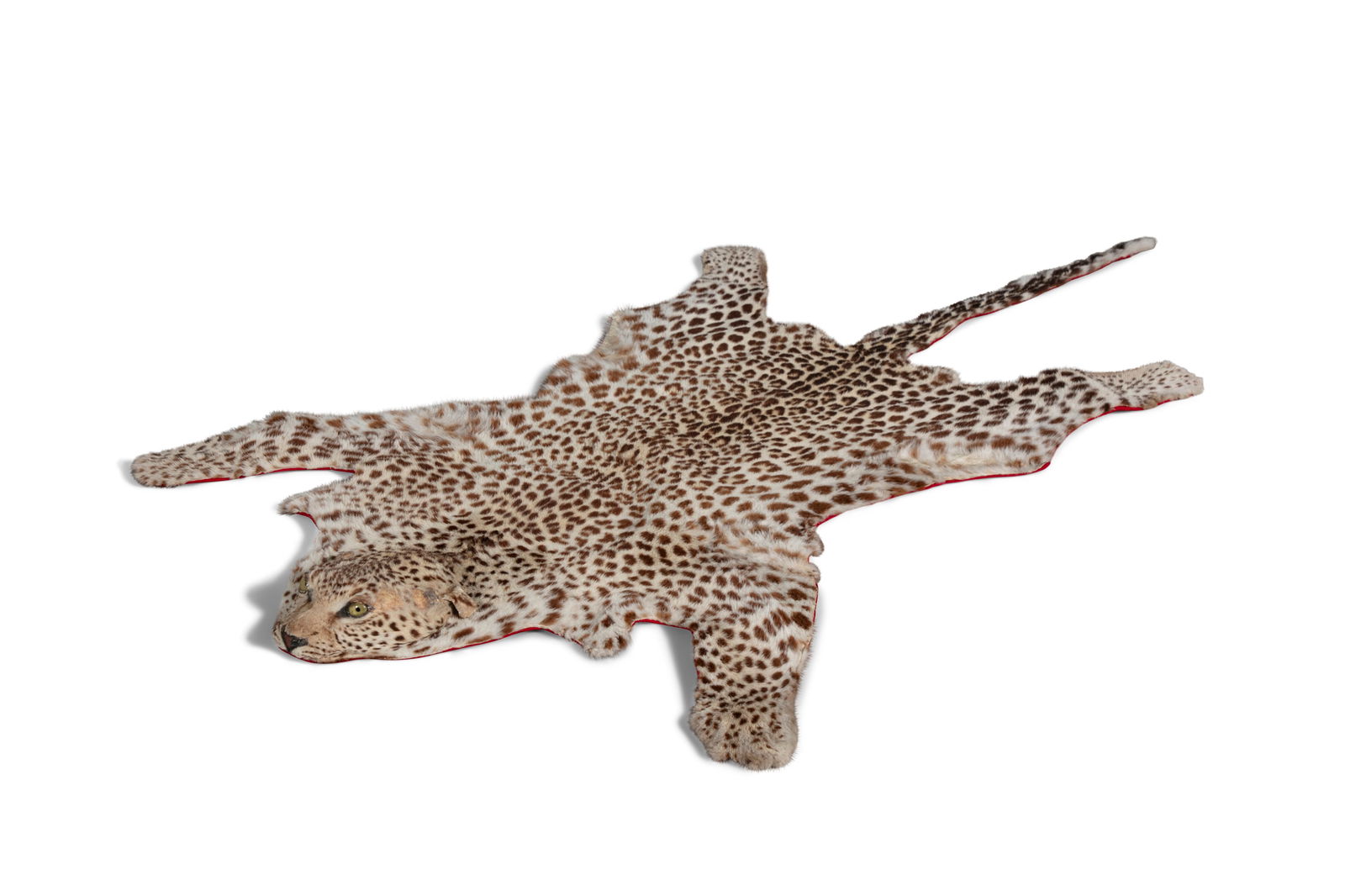 TAXIDERMY AN INDIAN LEOPARD SKIN RUG LATE 19TH CENTURY/EARLY 20TH CENTURY Panthera pardus fusca. 17: TAXIDERMY AN INDIAN LEOPARD SKIN RUG LATE 19TH CENTURY/EARLY 20TH CENTURY Panthera pardus fusca. 177cm long