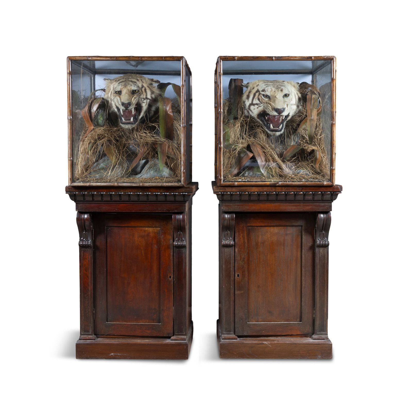 A PAIR OF 19TH CENTURY CASED TIGER HEADS BY GEORGE F. BUTT,      contained in simulated bamboo