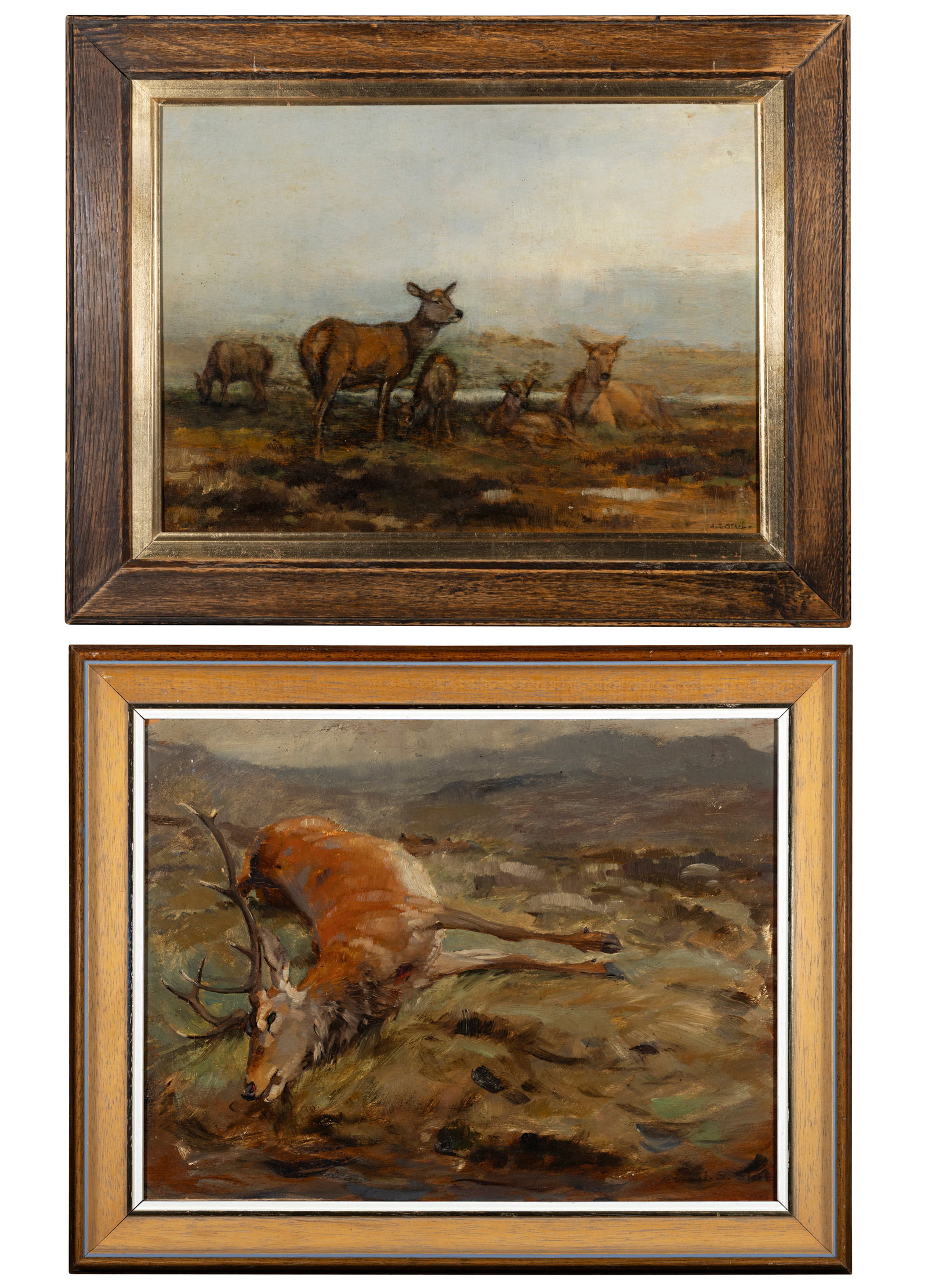 JOHN SYDNEY STEEL (1863-1932) Fallen Stag; Deer, A pair, Oil on board, 24 x 32cm Signed (1 of 8)