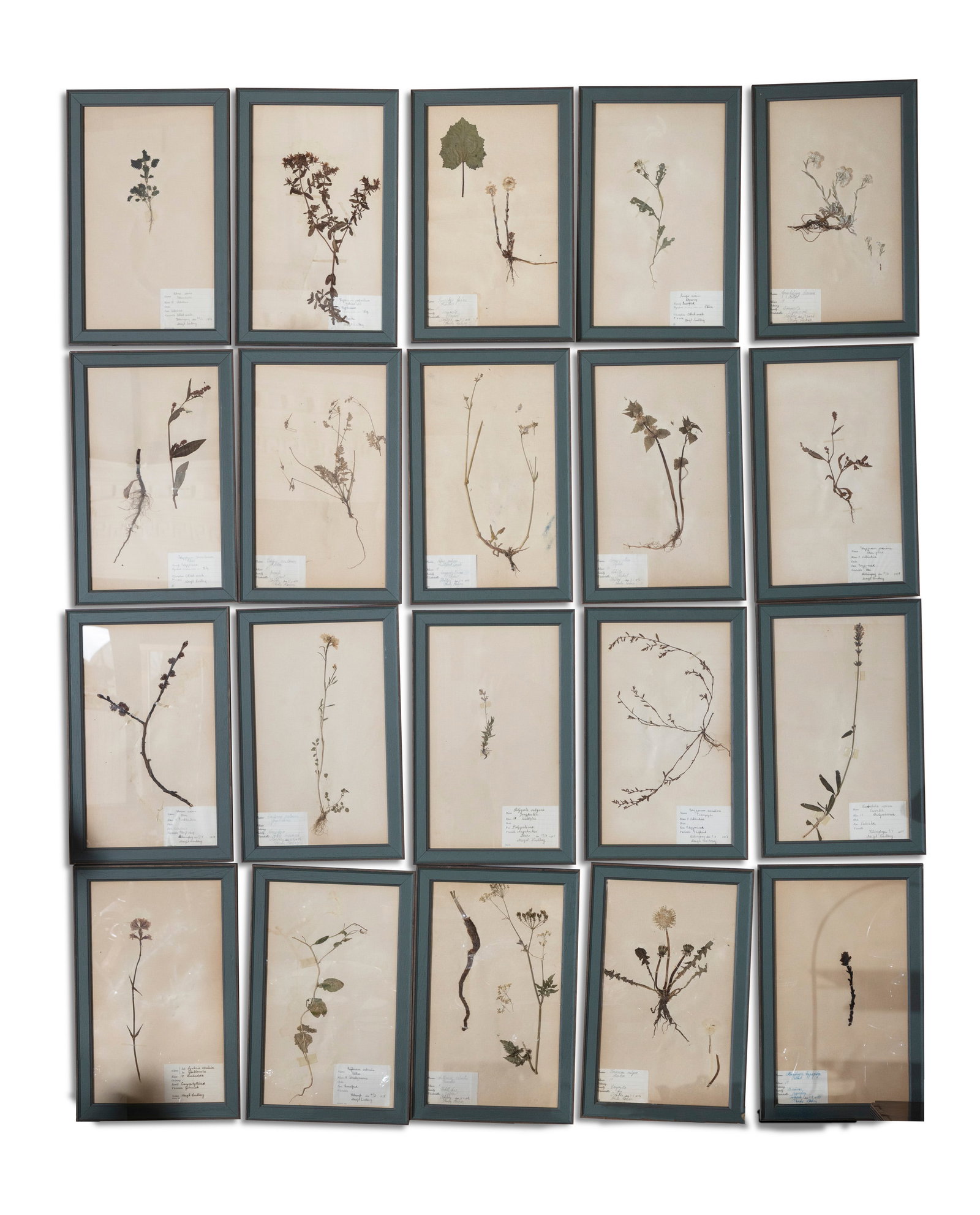 A COLLECTION OF TWENTY EARLY 20TH CENTURY SWEDISH FRAMED BOTANICAL SPECIMENS, each with an (1 of 2)