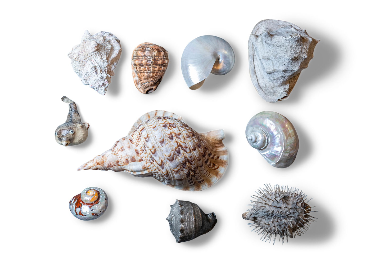 A MIXED COLLECTION OF EIGHTEEN SEASHELLS including conch, clam, cowrie examples, etc.: A MIXED COLLECTION OF EIGHTEEN SEASHELLS including conch, clam, cowrie examples, etc.