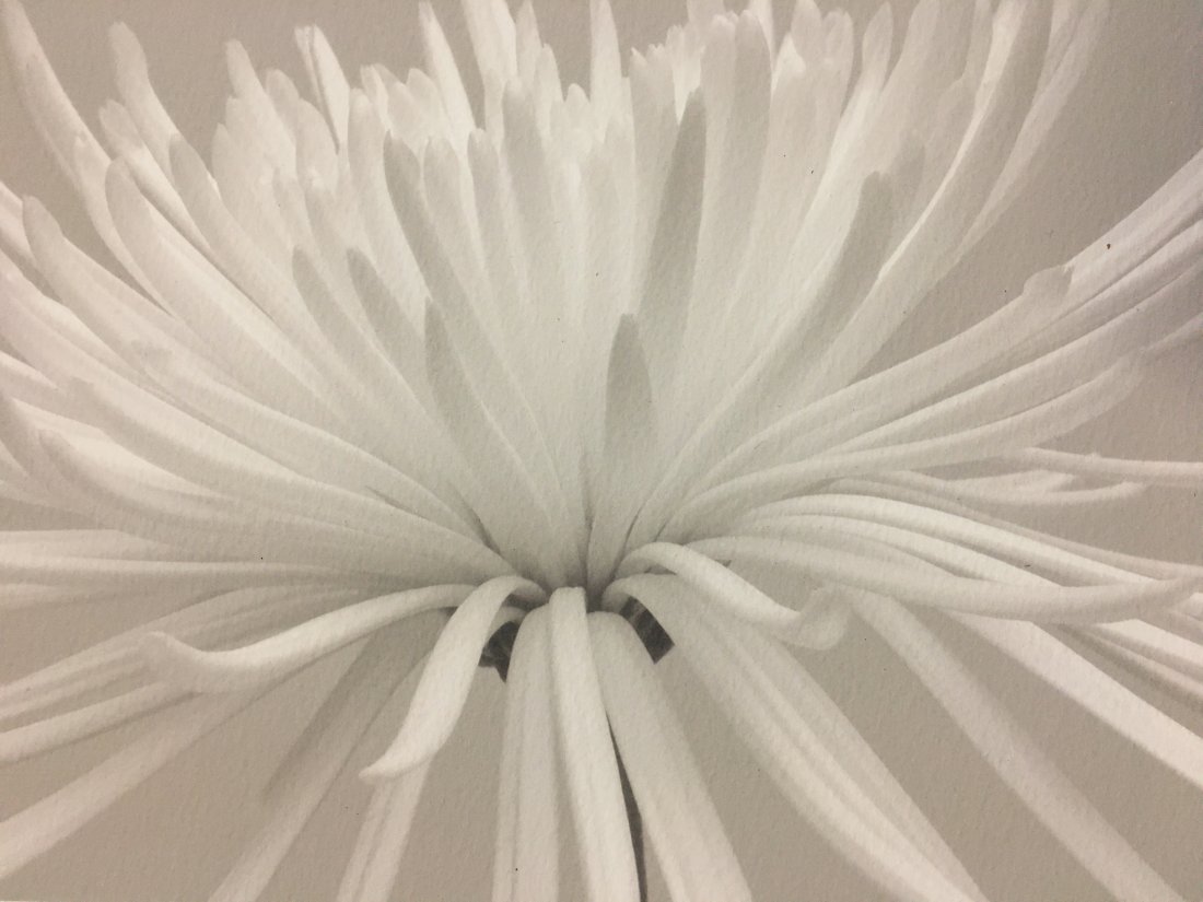 MARC DUKE PHOTOGRAPH - White flower (1 of 3)