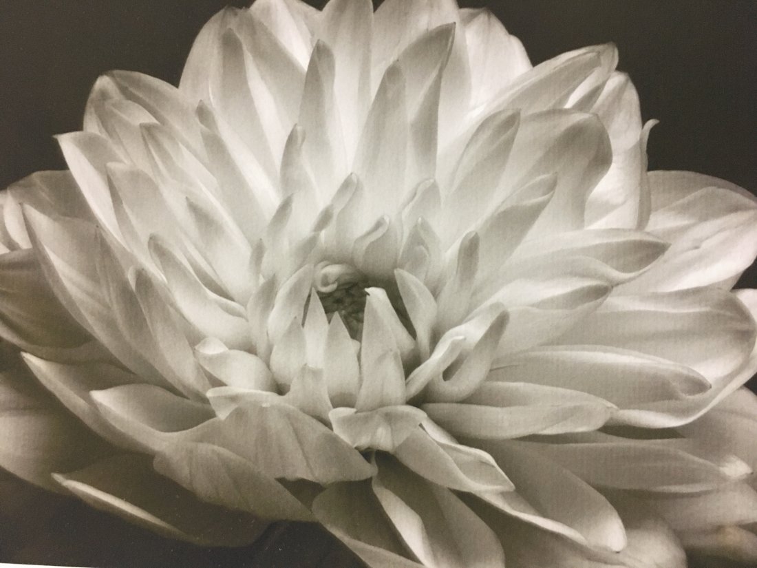 A MARC DUKE PHOTOGRAPH- White Danlia (1 of 3)