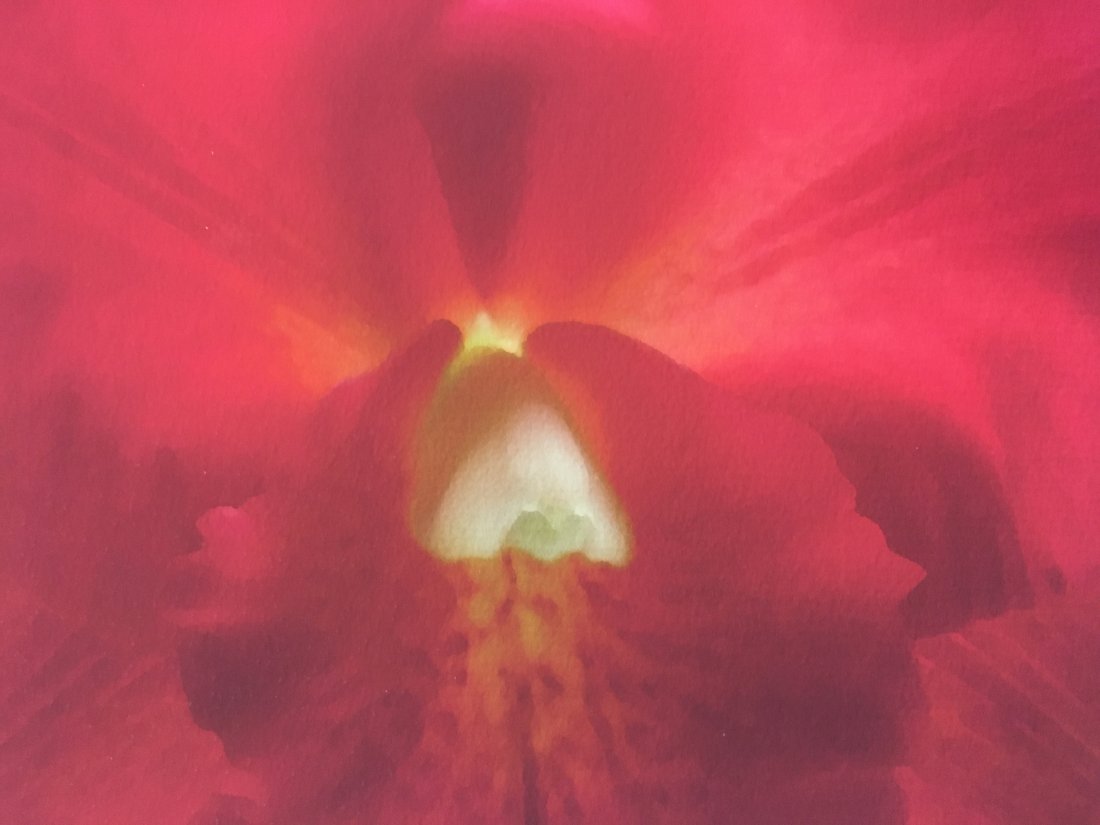 A MARC DUKE photograph Red Orchid (1 of 3)