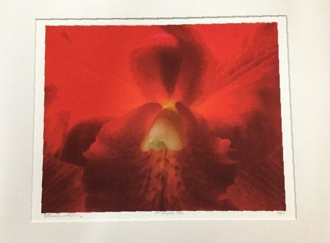 MARC DUKE RED ORCHID PHOTOGRAPH (1 of 6)