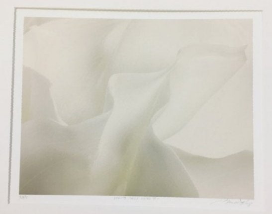Marc Duke White Calla Lilies Photograph Print (1 of 5)