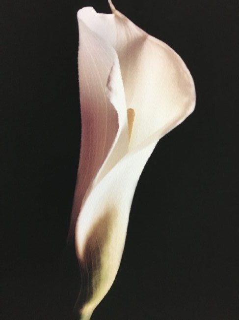 Marc Duke, Calla Liliy  PHOTOGRAPH (1 of 6)