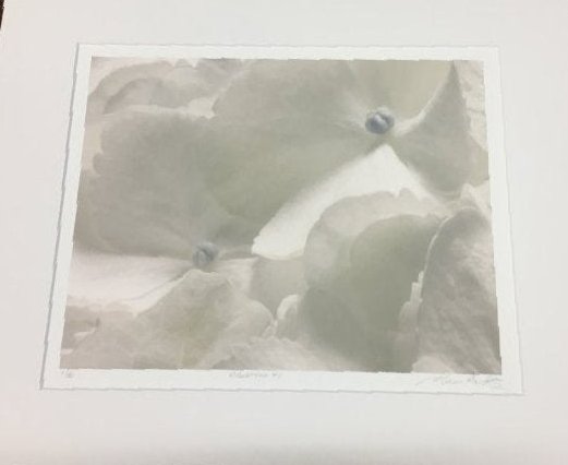 Marc Duke, Hydrangea flower PHOTOGRAPH (1 of 8)
