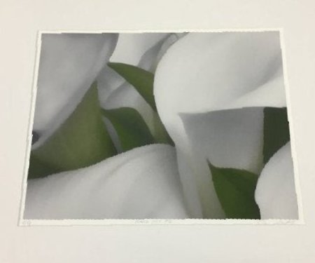 Marc Duke, Calla Lilies PHOTOGRAPH (1 of 6)