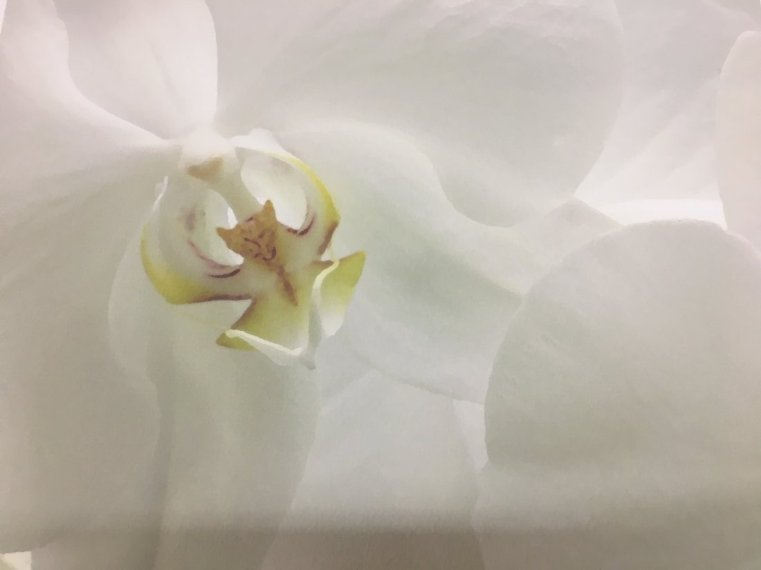 Marc Duke, White Orchid PHOTOGRAPH (1 of 7)