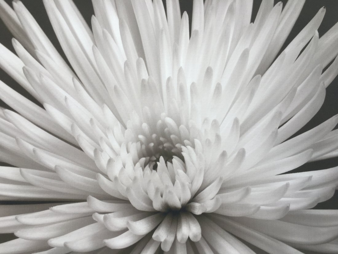 Marc Duke, White Mum # 5 flower photograph print: Marc Duke, White Mum # 5 flower photograph print. Pencil signed and numbered 3/100.Sight measures 7" 1/2 by 9" 1/2 and the sheet measures 10" by 12" 3/8 inches.