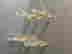 item-115041706=10