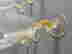 item-115041706=11