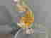 item-115041706=5