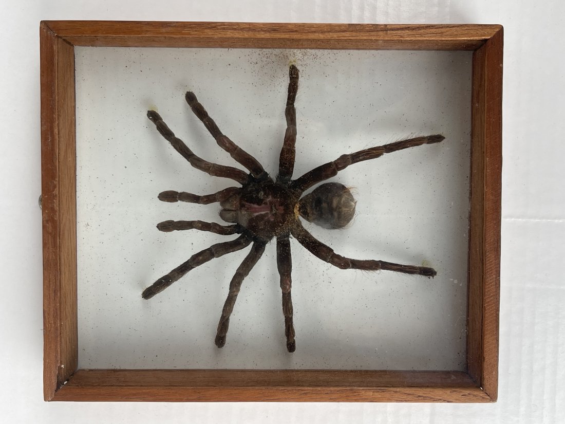 A Framed Taxidermy Tarantula (1 of 8)