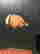item-132913401=9